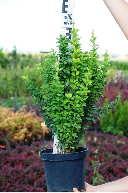 Барбарис Тунберга Эрект  3-5л/вис.35-45см/Ø15-20см